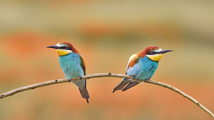 European bee-eater (Merops apiaster) in natural habitat