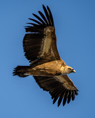 Buitre en el balcon de pilatos, Urbasa