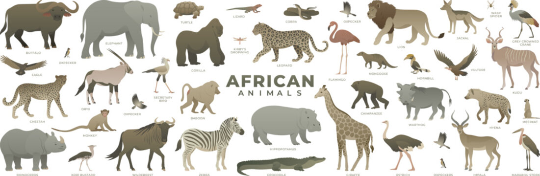 African savannah animals set. Modern vector illustration of safari wildlife. Including lion, elephant, giraffe, cheetah, zebra, leopard, flamingo. Wild animal collection isolated on white background.