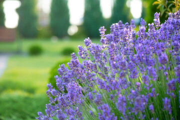 Obraz premium Enchanting Backyard Escape: A Symphony of Lavender Blooms