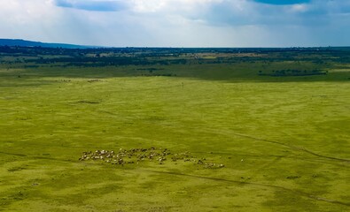 An Aaerial view of the savannah of the Maasai Mara Conservancy and a Maasai herdsman with his herd...