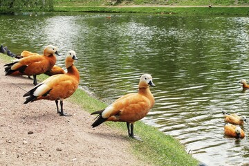 Ruddy Shelducks near a pond. Red ducks standing on grass near the water. Wild ogar ducks with bright red feathers in city park. Migratory bird breeding concept.