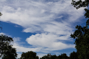 White Wispy Clouds In A Blue Sky with Trees Below And On Sides