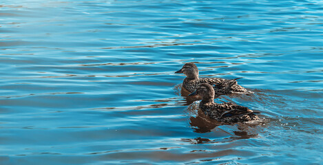 the ducks in the lake water during the sunrise.