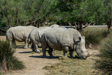 A group of White Rhinoceros in natural habitat, savanna. South Africa