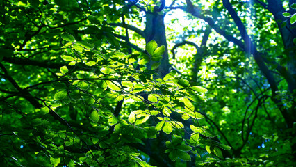 Forest background. Sunlit green leaves in lush forest. Carbon net zero concept. Selective focus included