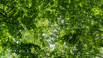 Fototapeta premium Forest background. Sunlit green leaves in lush forest. Carbon net zero concept. Selective focus included