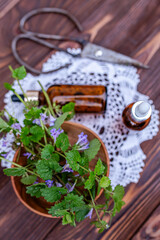 Glechoma hederacea, ground-ivy, gill-over-the-ground, creeping charlie, alehoof, tunhoof, catsfoot, field balm, and run-away-robin, creeping jenny. Cosmetic bottle of oil for body care.