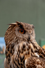 Owl in a zoo