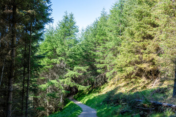 A Dirt Hiking Trail with Evergreen Trees on A Sunny Day in Scotland United Kingdom