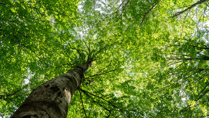 Forest background. Sunlit green leaves in lush forest. Carbon net zero concept. Selective focus included