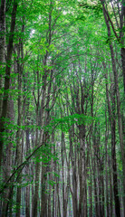Forest background. Sunlit green leaves in lush forest. Carbon net zero concept. Selective focus included