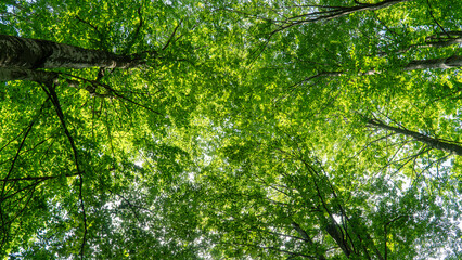 Fototapeta premium Forest background. Sunlit green leaves in lush forest. Carbon net zero concept. Selective focus included