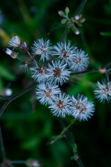 Cyanthillium | tropical plants beautiful flower