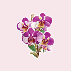 Fototapeta na wymiar Beautiful orchid flowers bouquet sticker and pink background, vector illustration