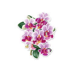 Beautiful orchid flowers bouquet  sticker and pink background, vector illustration