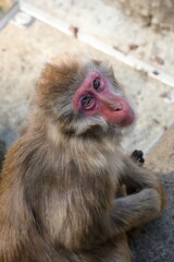 見上げるカメラ目線のニホンザル
