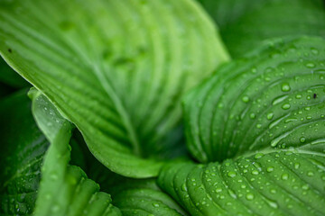 Hosta, hostas, plantain lilies, giboshi thrives an ornamental plant, adds charm to park and garden...