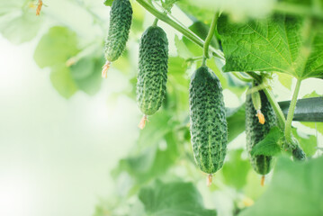 Fresh ripe cucumbers growing in greenhouse close up. Growing organic vegetables in the garden. Place for text.