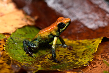 Black-legged poison dart frog // Zweifarbiger Blattsteiger (Phyllobates bicolor)