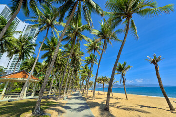 Fototapeta na wymiar Coconut Trees at Nha Trang Beach, Vietnam