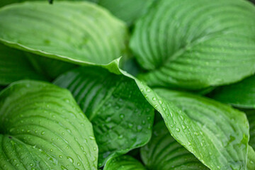 hosta plant features green leaves, making it a perfect addition to tropical gardens with its lush foliage.