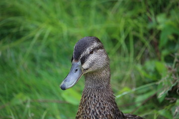 Enten Weibchen