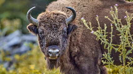European bison (Bison bonasus), European wood bison, European buffalo, in natural habitat