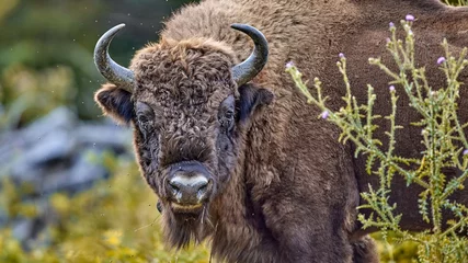 Foto auf Acrylglas Bison European bison (Bison bonasus), European wood bison, European buffalo, in natural habitat