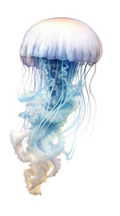 A blue jellyfish with grey tones, swimming against a white background.