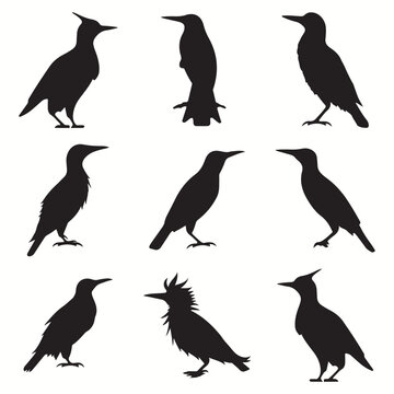Woodpecker silhouettes and icons. Black flat color simple elegant Woodpecker animal vector and illustration.
