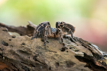 Aphonopelma Seemanni Common name Costa Rica Zebra Species Species New world terrestrial Natural Habitat such as Honduras, Nicaragua and Costa Rica...