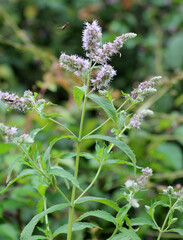 Long-leaved mint (Mentha longifolia) grows in nature