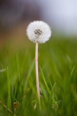 Pusteblume