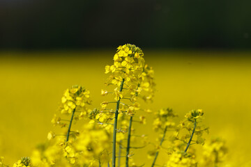 Rapsbl&uuml;ten Macro