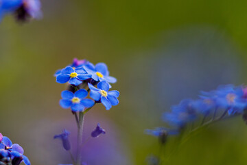 Vergissmeinnicht Bl&uuml;te