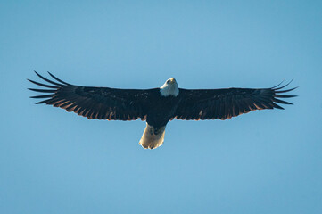 Weißkopfseeadler auf Vancouver Island