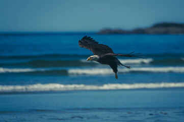 Weißkopfseeadler auf Vancouver Island