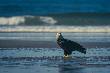 Weißkopfseeadler auf Vancouver Island