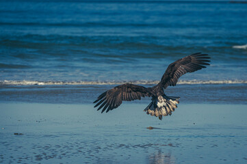 Weißkopfseeadler auf Vancouver Island