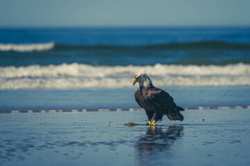 Weißkopfseeadler auf Vancouver Island