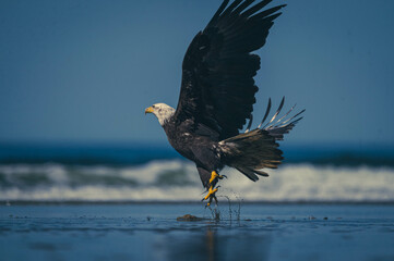 Weißkopfseeadler auf Vancouver Island