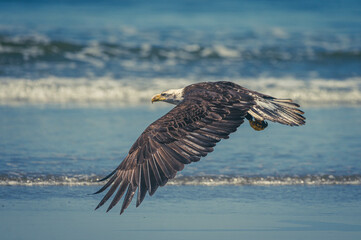 Weißkopfseeadler auf Vancouver Island