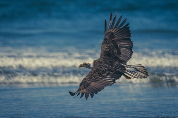 Fototapeta premium Weißkopfseeadler auf Vancouver Island