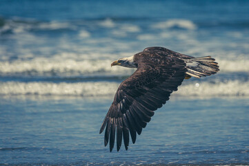 Weißkopfseeadler auf Vancouver Island