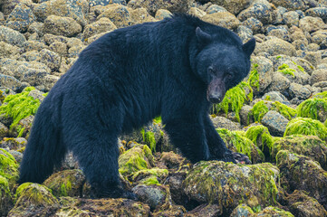 Schwarzbär in British Columbia