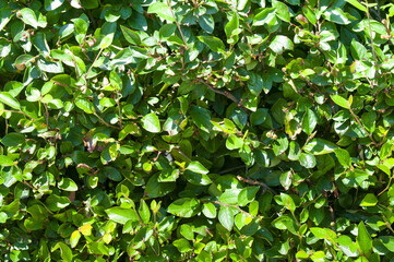 Fototapeta na wymiar Green bush as background in a summer park
