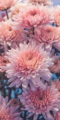 Generative AI : Beautiful autumn pink chrysanthemum flowers in the snow The first snowfall winter late autumn Closeup macro on a light background