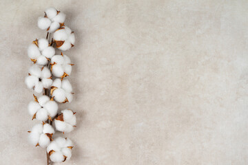 Dry cotton branch with fluffy flowers on light beige concrete textured background. Top view, flat...