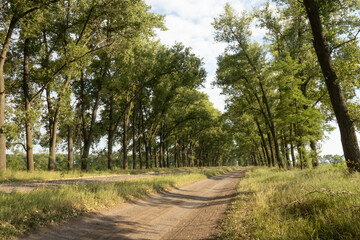 Obraz premium A straight ground road surrounded by lines of trees curved to the road